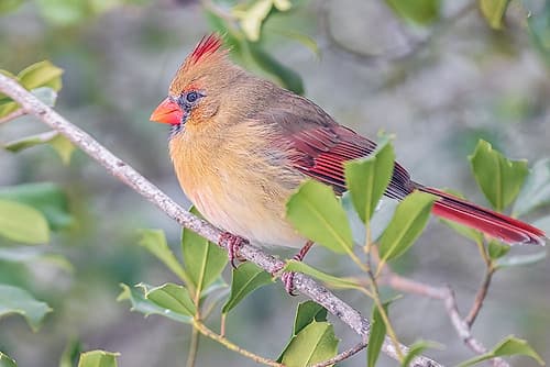 Northern Cardinal female in American Holly tree-Marion County-Illinois Art Print by Richard and Susan Day